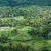 Amazônia: indígenas catalogam espécies para proteger biodiversidade