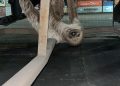 Patrulhamento Ambiental salva animais silvestres encontrados em áreas urbanas