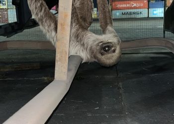 Patrulhamento Ambiental salva animais silvestres encontrados em áreas urbanas