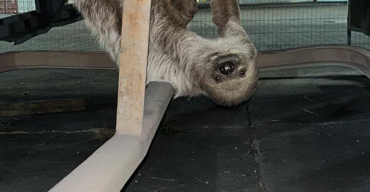 Patrulhamento Ambiental salva animais silvestres encontrados em áreas urbanas