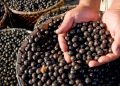 Mapeamento inédito aponta avanço da bioeconomia na Amazônia e destaca desafios para ampliar impacto