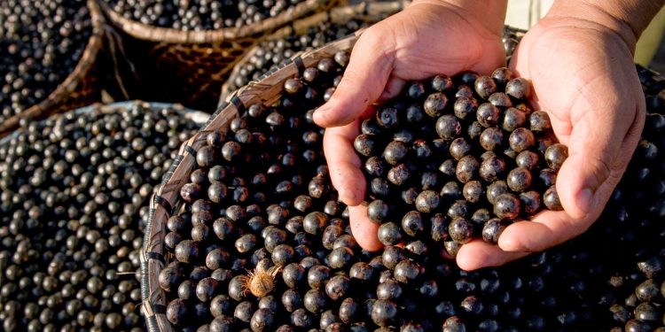 Mapeamento inédito aponta avanço da bioeconomia na Amazônia e destaca desafios para ampliar impacto