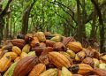 Mapeamento revela a geografia da produção de cacau na Amazônia