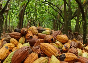 Mapeamento revela a geografia da produção de cacau na Amazônia