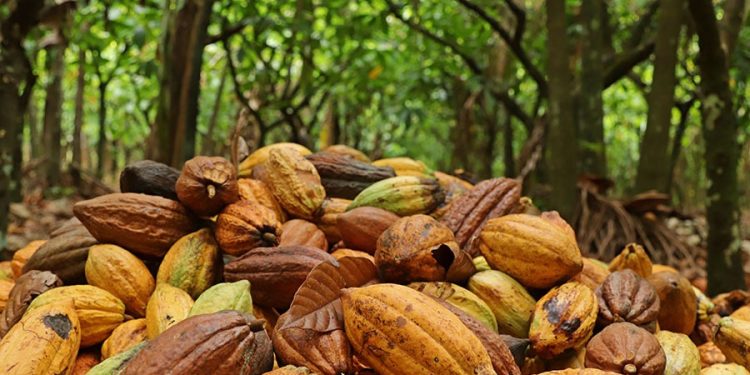 Mapeamento revela a geografia da produção de cacau na Amazônia