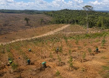 Brasil promete restaurar 163 mil km² de terras degradadas até 2030