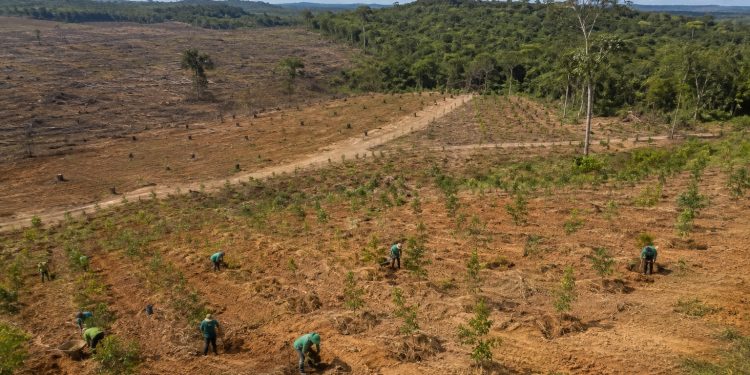 Brasil promete restaurar 163 mil km² de terras degradadas até 2030