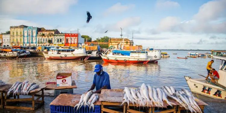 Amazônia tem mais de 2,7 mil espécies de peixes, aponta estudo