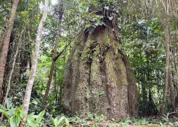 Amazonas passa a contar com quatro novas reservas de desenvolvimento sustentável