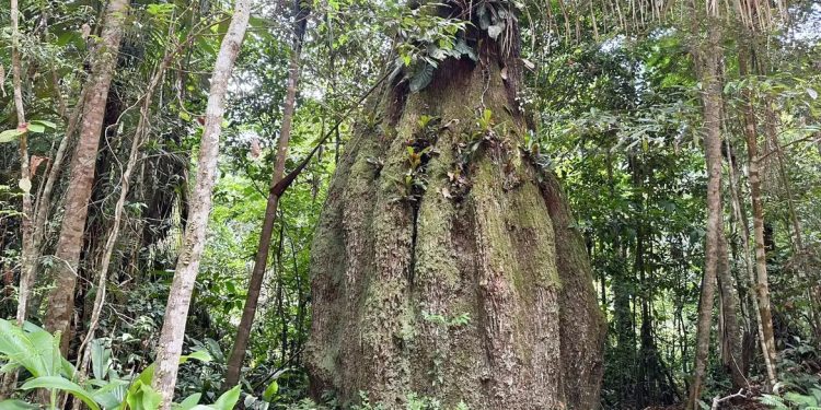 Amazonas passa a contar com quatro novas reservas de desenvolvimento sustentável
