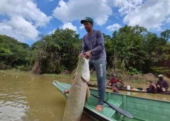 Pirarucu de manejo sustentável consolida presença na alimentação escolar pública do Amazonas