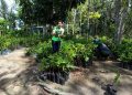 Prefeitura de Manaus celebra Dia da Árvore com recordes de arborização e doação de mudas