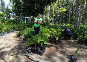 Prefeitura de Manaus celebra Dia da Árvore com recordes de arborização e doação de mudas