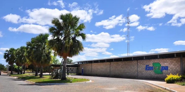 Embrapa é designada como Centro de Referência para Florestas Plantadas