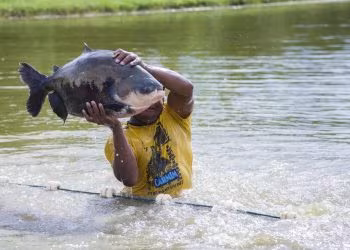 Governo Federal mantém pesca do tambaqui e prepara plano para recuperação da espécie
