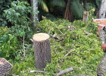 Guarda Municipal de Manaus detém indivíduos por desmatamento ilegal em Área de Preservação Permanente na zona Norte
