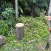 Guarda Municipal de Manaus detém indivíduos por desmatamento ilegal em Área de Preservação Permanente na zona Norte