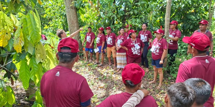 Cultivo de cacau une geração de renda e diversidade da floresta no Rio Madeira
