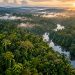 Holanda anuncia US$ 500 milhões em fundo florestal criado pelo Brasil
